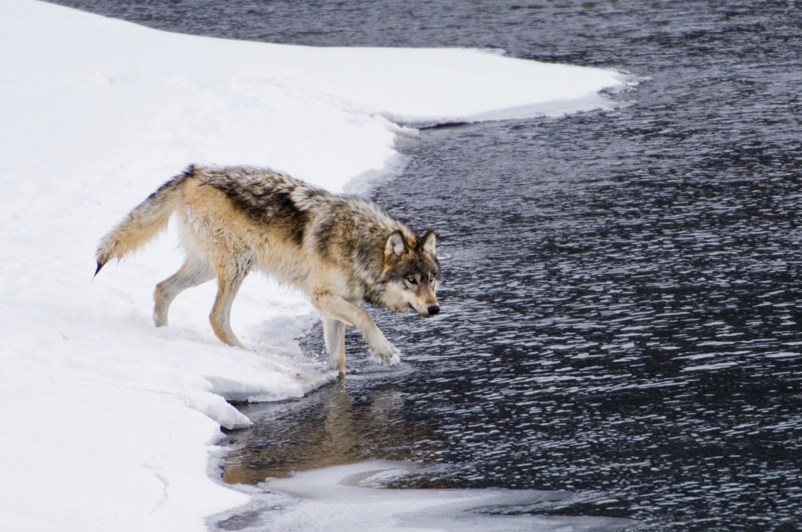 Забытый волк. Yellowstone Wolf. Yellowstone Wolf Pack. Волки в Йеллоустонском парке. Йеллоустоун Альфа вожак стаи Волков.