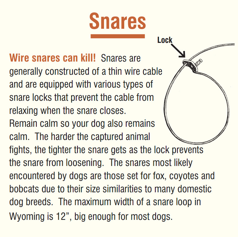 Wire snares can kill