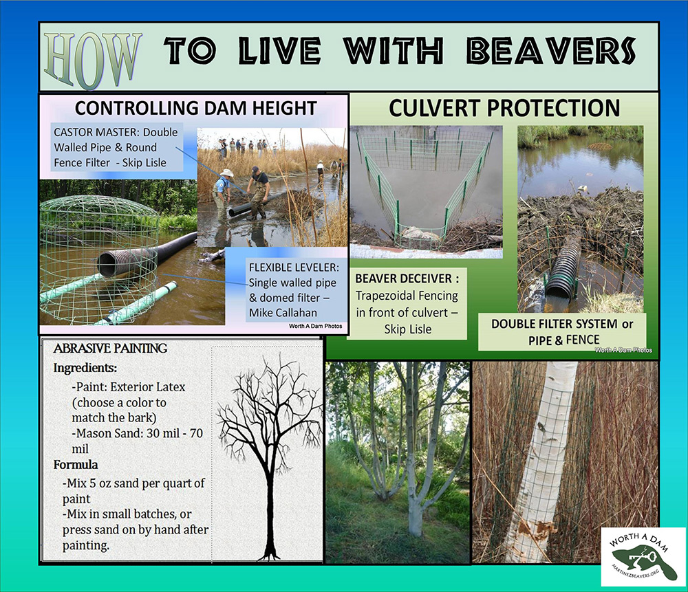 How to live with beavers