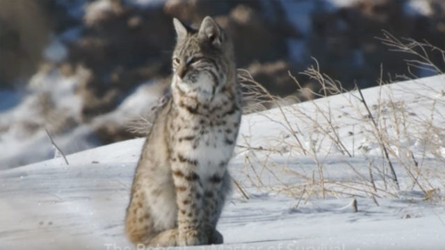The Bobcat, a Master of Survival