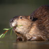 Wyoming Beaver Restoration Project