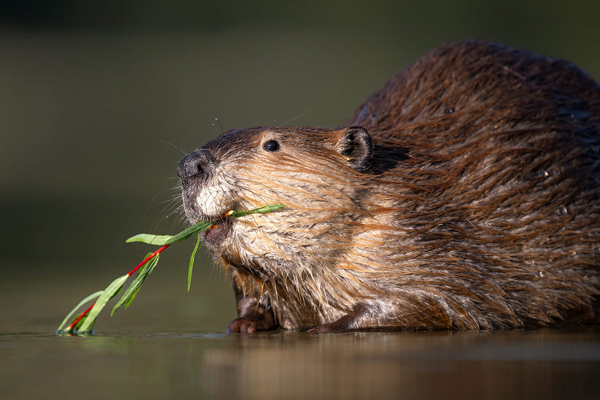 Wyoming Beaver Restoration Project